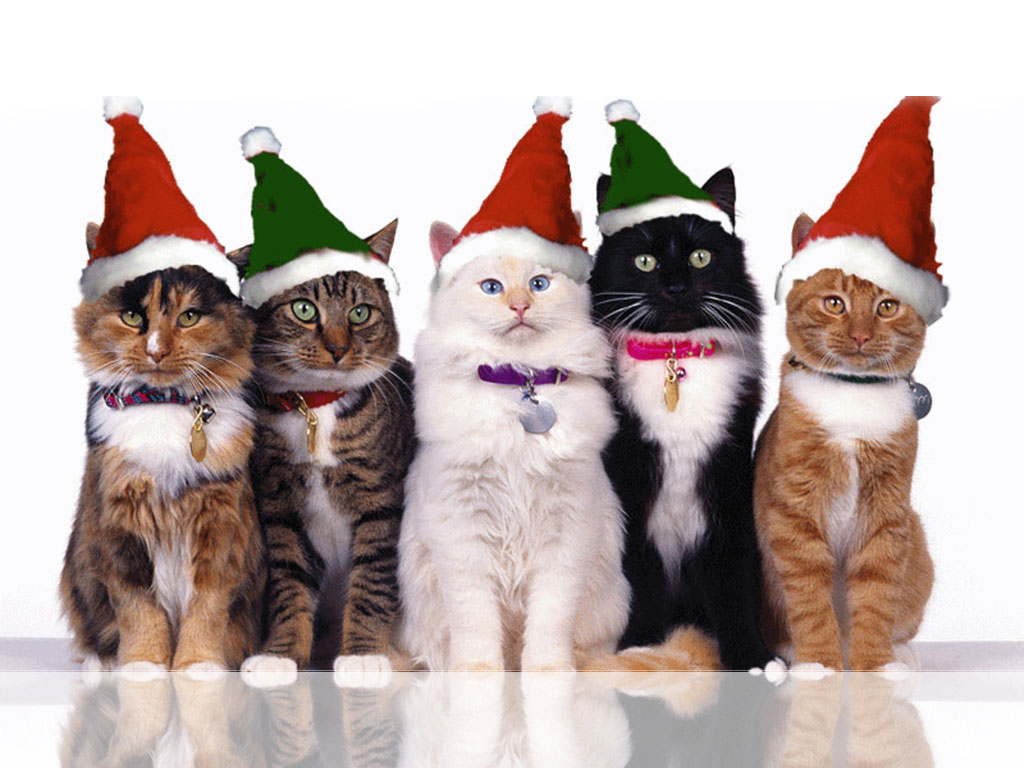 Cute Christmas Kitten Wallpapers Download